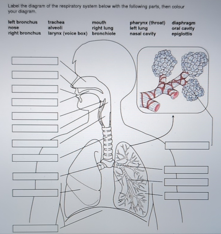 Solved Label The Diagram Of The Respiratory System Below 