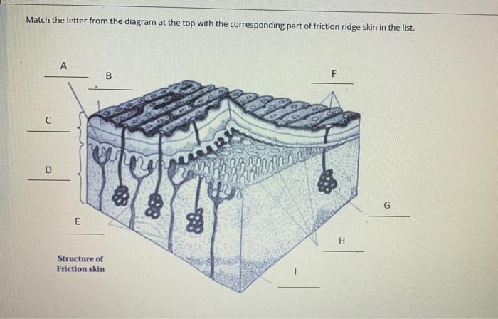 Solved Match the letter from the diagram at the top with the | Chegg.com