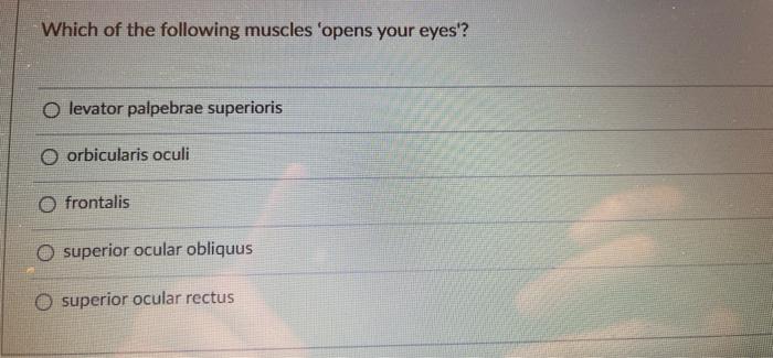 Solved Which of the following muscles 'opens your eyes'? O | Chegg.com