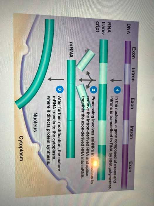 Solved 18) a. What step of the central dogma is depicted in | Chegg.com