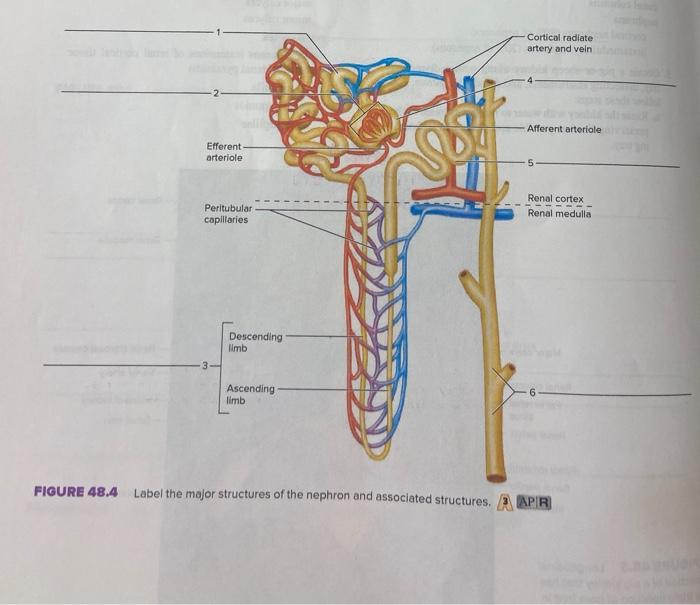 Solved Cortical radiate artery and vein Afferent arteriole | Chegg.com