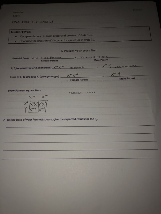 Solved 9 FINAL FRUIT FLY GENETICS OBJECTIVES • Compare the | Chegg.com