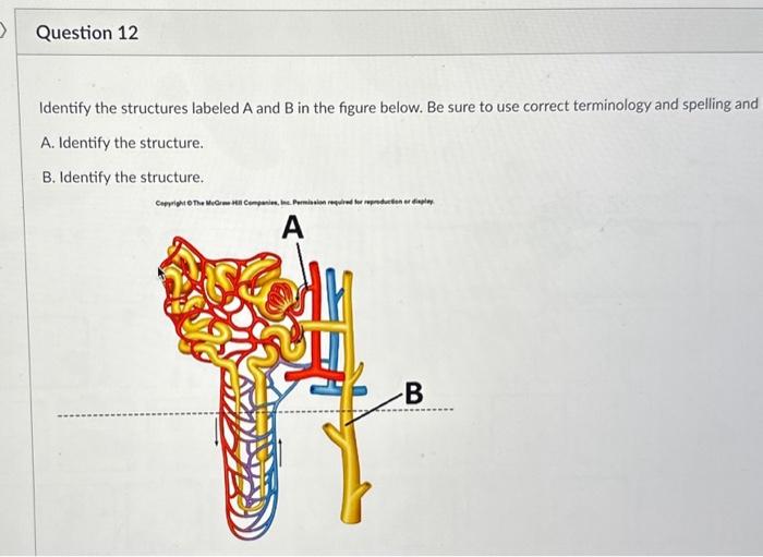 Solved Identify The Structures Labeled A And B In The Figure | Chegg.com