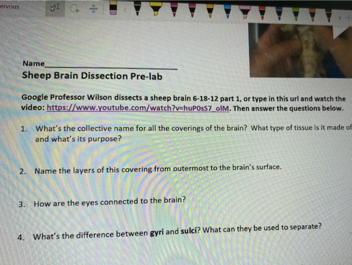 Solved ervous Name Sheep Brain Dissection Prelab Google