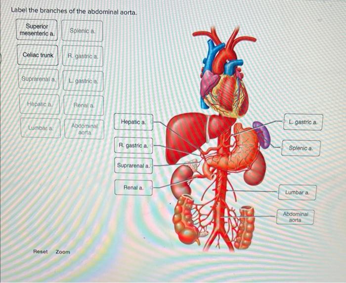 abdominal aorta anatomy