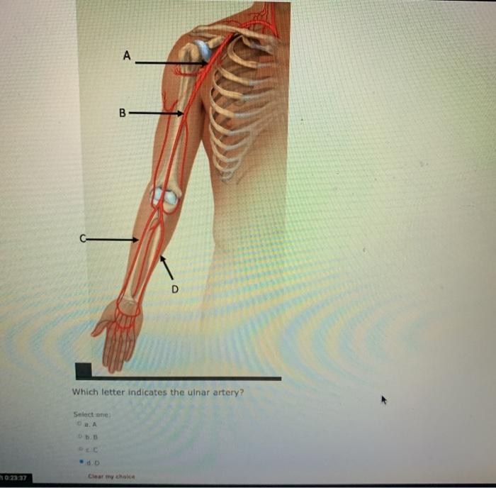 Solved A B D Which letter indicates the ulnar artery? Select | Chegg.com