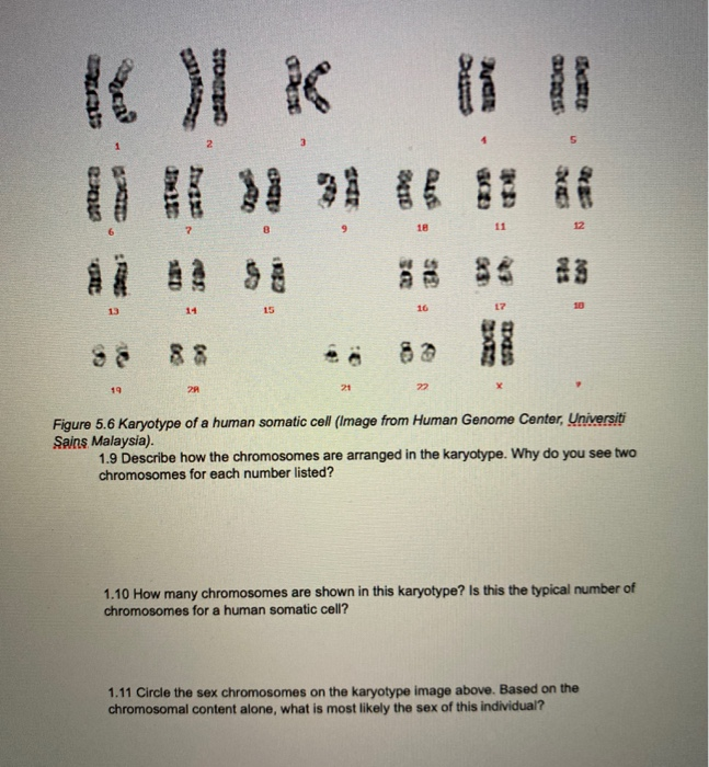 Solved Haploid Sperm Figure 5.4 The Joining Of Haploid 