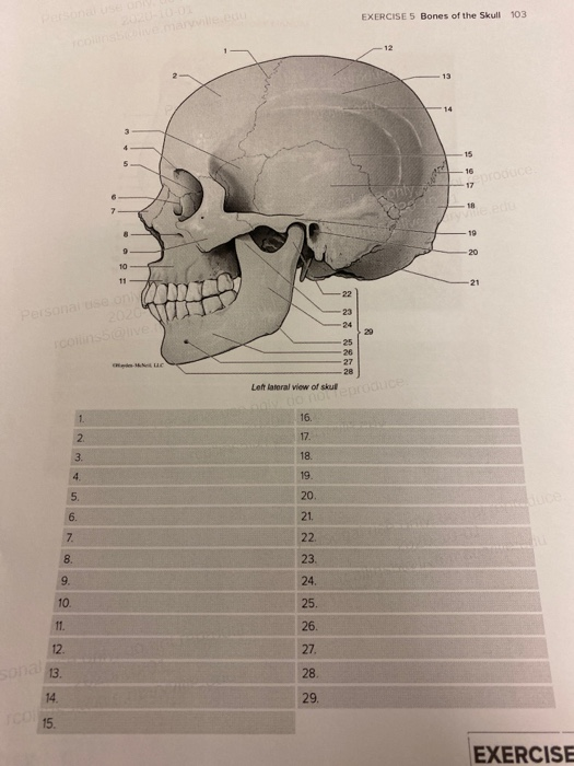 The Bones of the Skull, Human Anatomy and Physiology Lab (BSB 141)