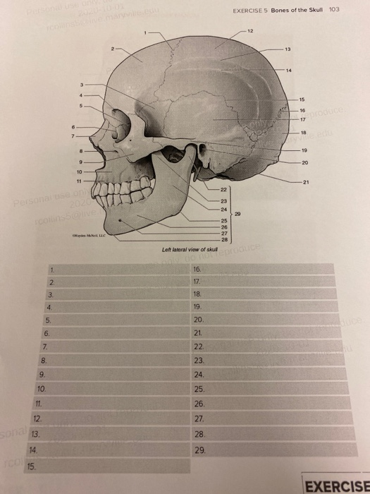 The Bones of the Skull  Human Anatomy and Physiology Lab (BSB 141