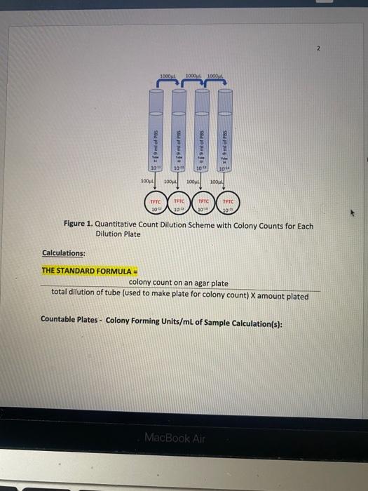 Solved Experiment 7 Quantitative Plate Counts Purpose