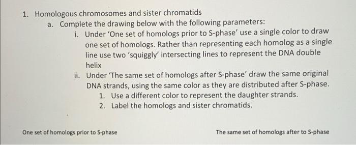 Solved 1. Homologous chromosomes and sister chromatids a. | Chegg.com