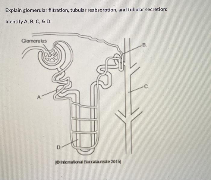 Solved Explain glomerular filtration, tubular reabsorption, | Chegg.com