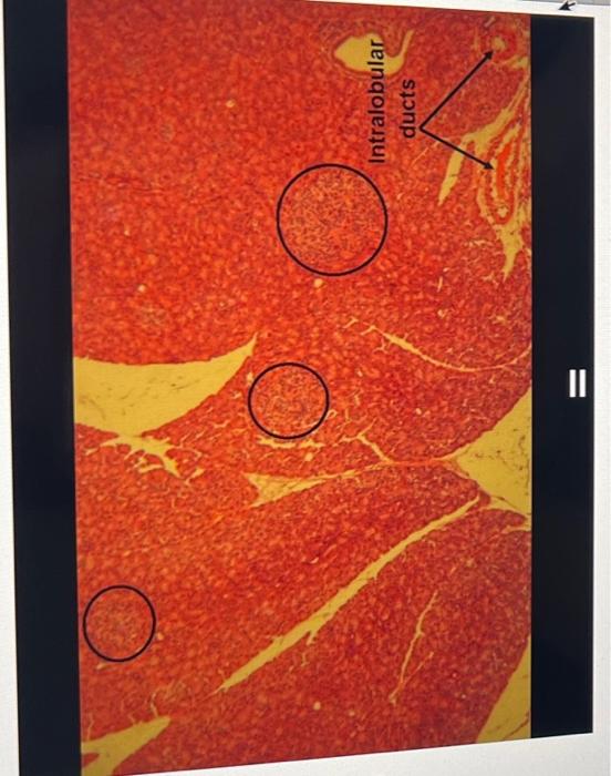 experiment 1 microscopic anatomy of the endocrine system