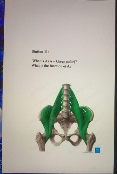 Solved Review Section Exercise Anatomy And Physiology Of The Chegg Solved Review Section Exercise Anatomy And Physiology Of The Chegg