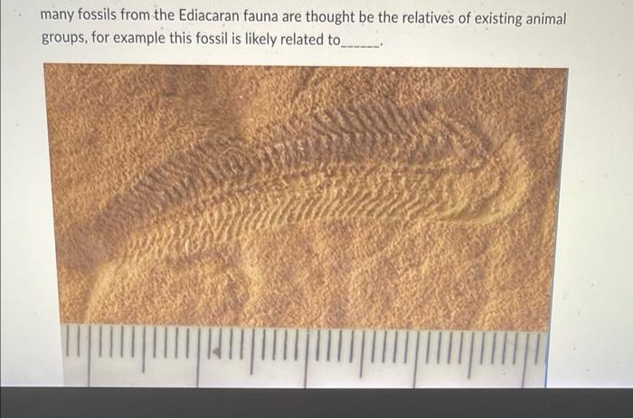 Solved Many Fossils From The Ediacaran Fauna Are Thought Be | Chegg.com