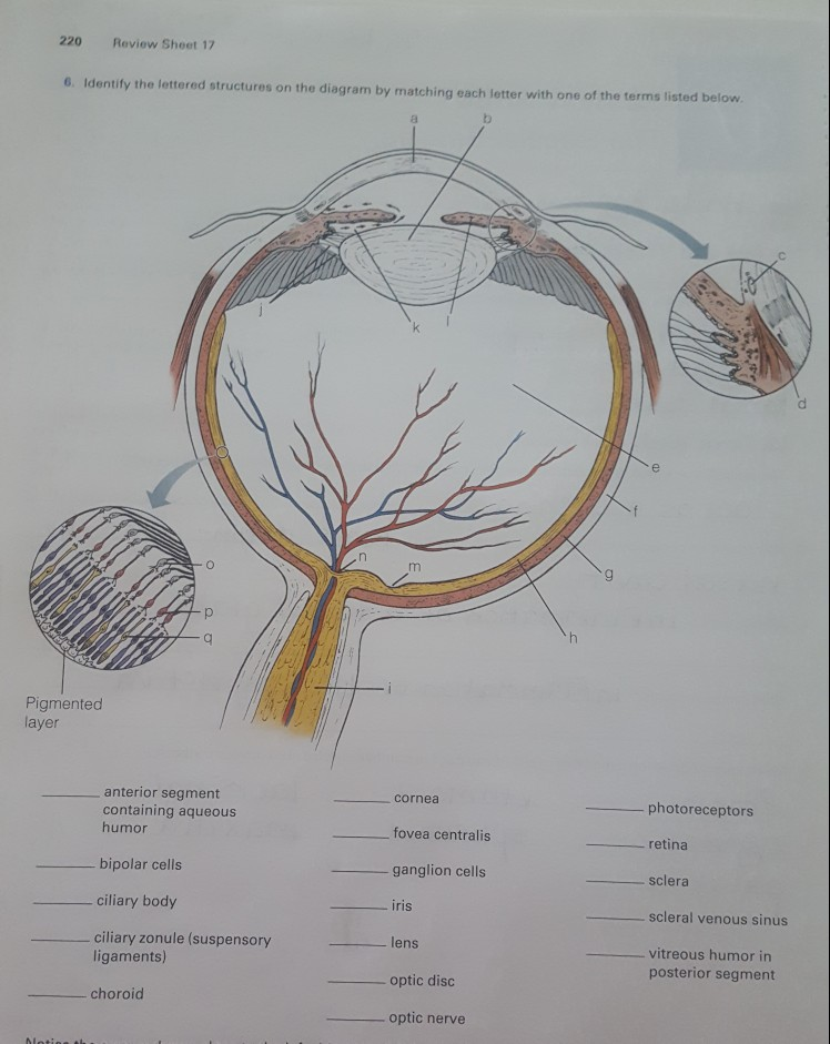 solved-220-review-sheet-17-6-identify-the-lettered-chegg
