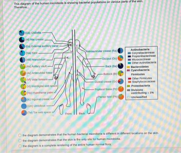 This diagram of the human microbiota is showing bacterial populations on various parts of the skin. Therefore...
the diagram 