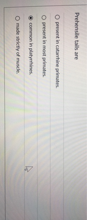 Solved Prehensile tails are O present in catarrhine | Chegg.com