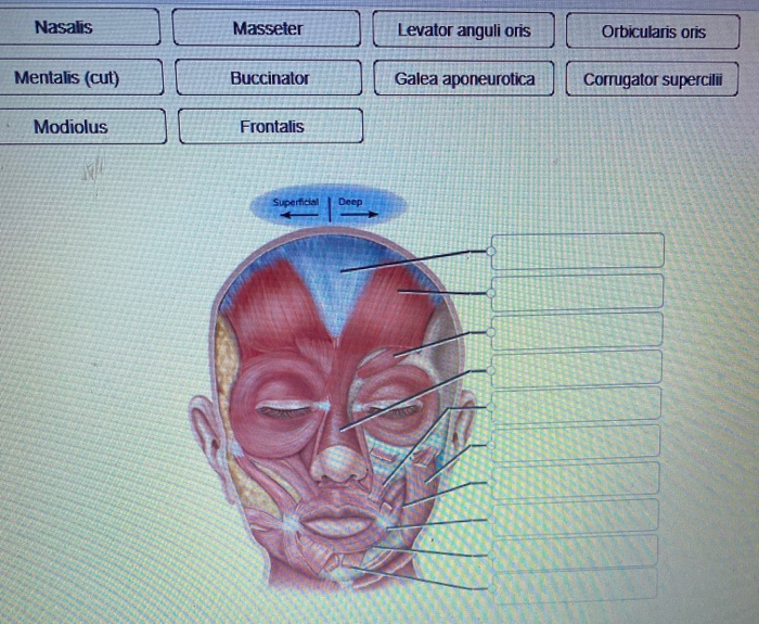 Solved Nasalis Masseter Levator anguli oris Orbicularis oris