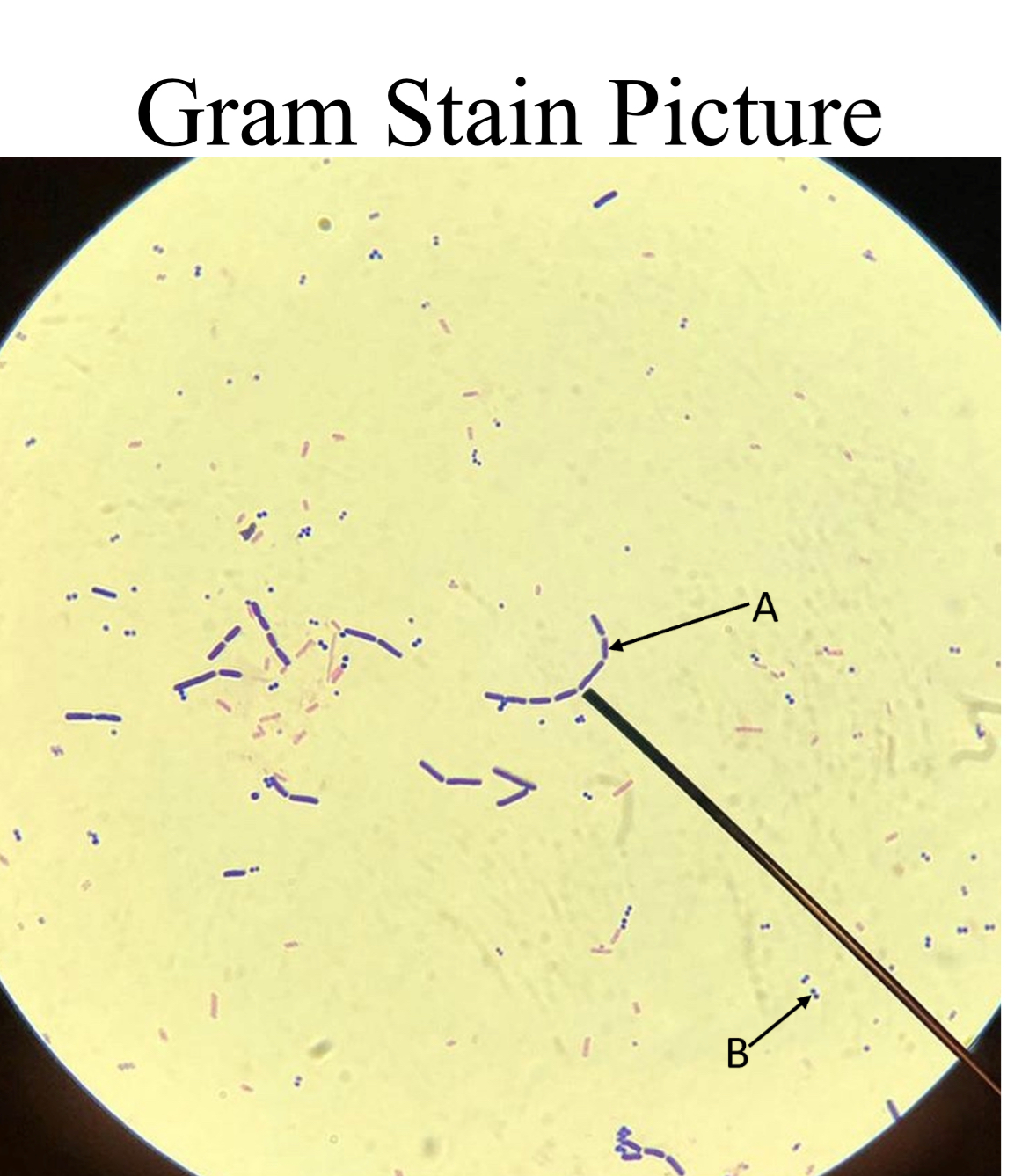 Solved All of the bacteria on this slide are truly | Chegg.com