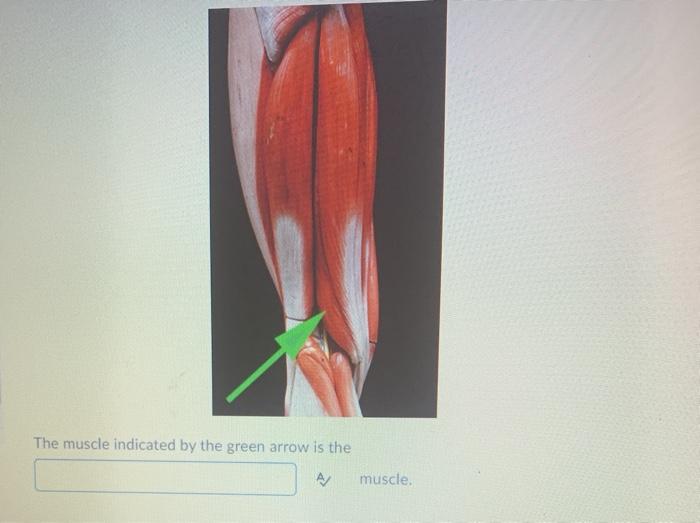 Solved The muscle indicated by the green arrow is the A/ | Chegg.com