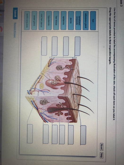 Solved Tem 3 Use The List Of Terms Provided To Label The 