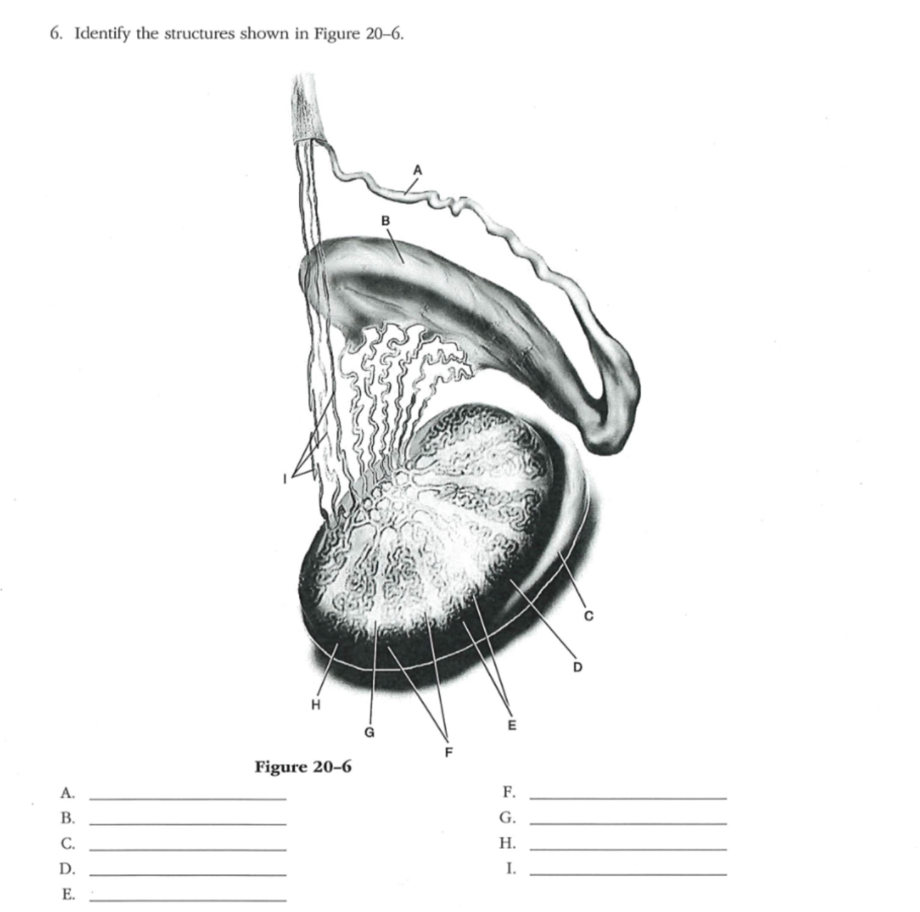 Solved Identify the structures shown in Figure 20-6.Figure | Chegg.com