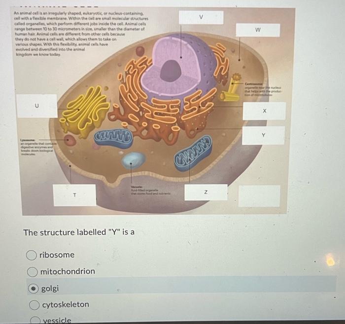 Solved The image above shows an important set of proteins | Chegg.com