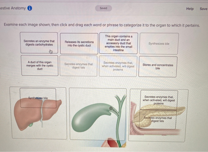 solved-jestive-anatomy-saved-help-save-examine-each-image-chegg