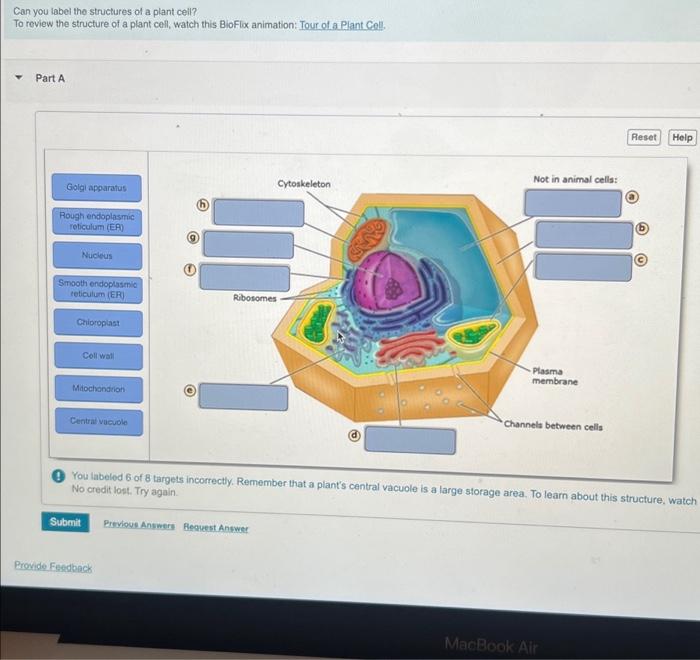 Solved Can you label the structures of a plant cell? To | Chegg.com