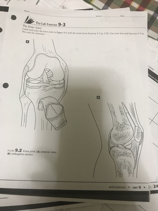 Solved Pre-Lab Exercise 9-3 The Knee Joint Label And Color | Chegg.com