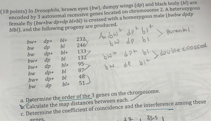 Solved (18 Points) In Drosophila, Brown Eyes (bw), Dumpy | Chegg.com