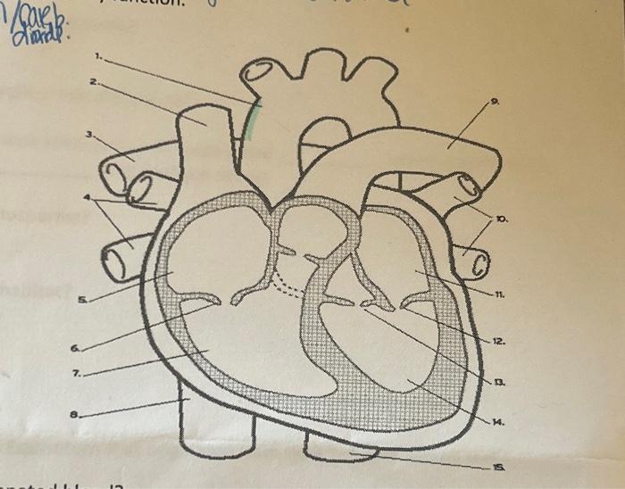 Solved label the following diagram of the heart | Chegg.com