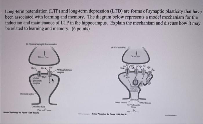 Solved Long-term potentiation (LTP) and long-term depression | Chegg.com