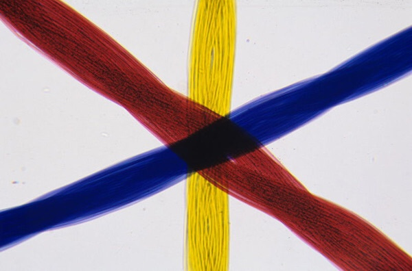 Solved 11 What Does The Colored Threads Slide Demonstrate Chegg Com
