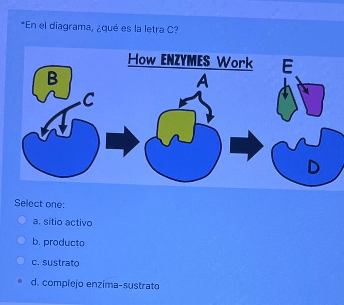 *En el diagrama, ¿qué es la letra C? Select one: a. sitio activo b. producto c. sustrato d. complejo enzima-sustrato