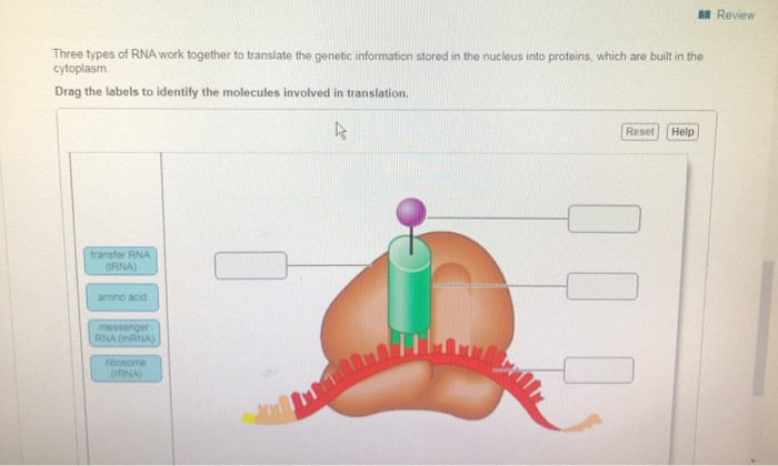 solved-review-three-types-of-rna-work-together-to-translate-chegg