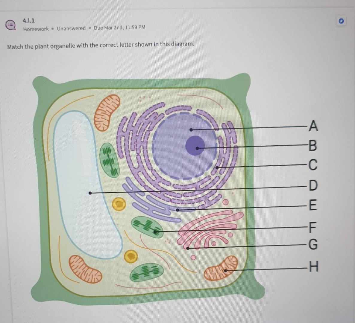 Solved Match the plant organelle with the correct letter | Chegg.com