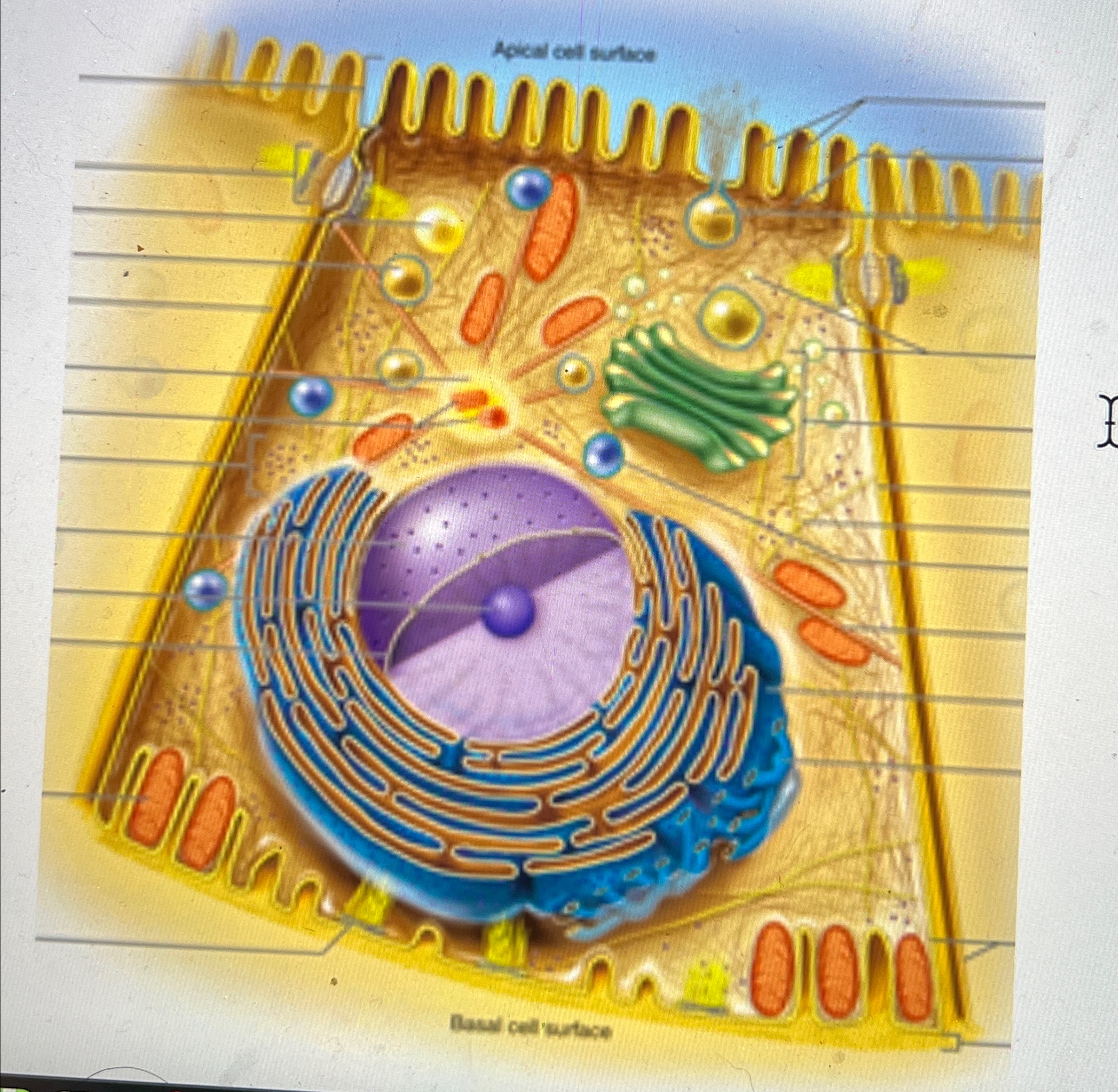 Solved Label each organelle in the diagram below | Chegg.com