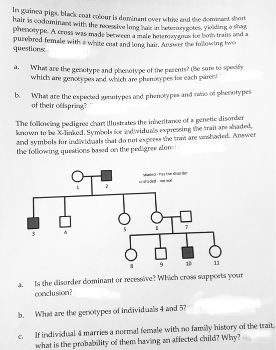 Solved In Guinea Pigs, Black Coat Colour Is Dominant Over | Chegg.com