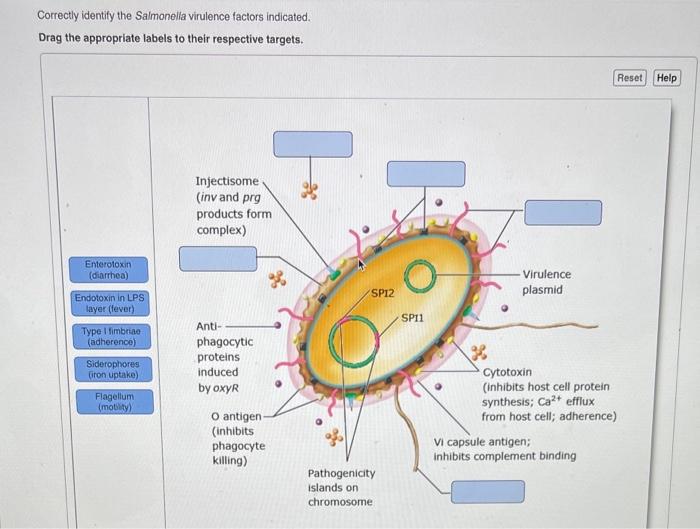 Solved Correctly identify the Salmonella virulence factors