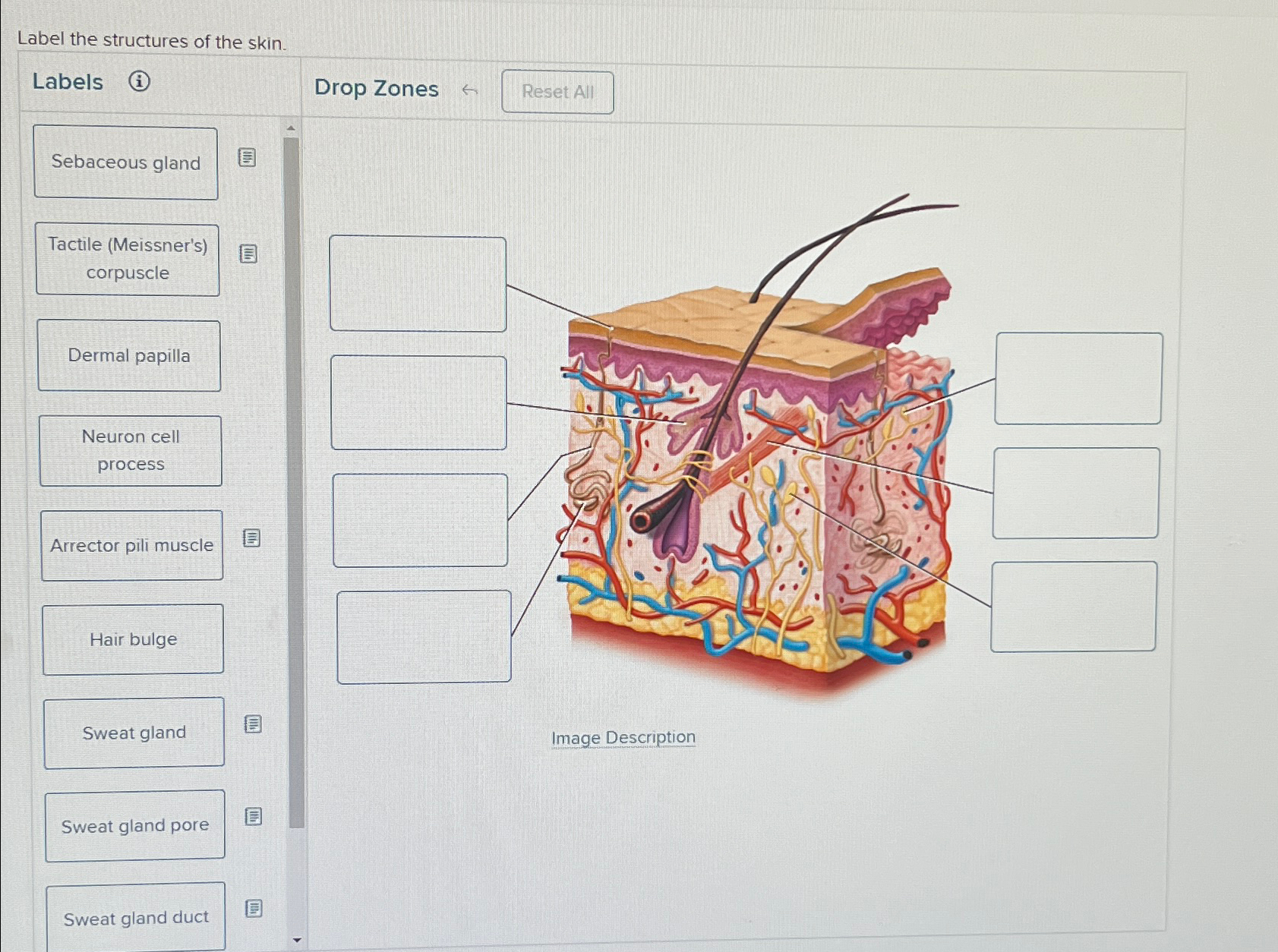 Solved Label the structures of the skin.Labels(i)Drop | Chegg.com