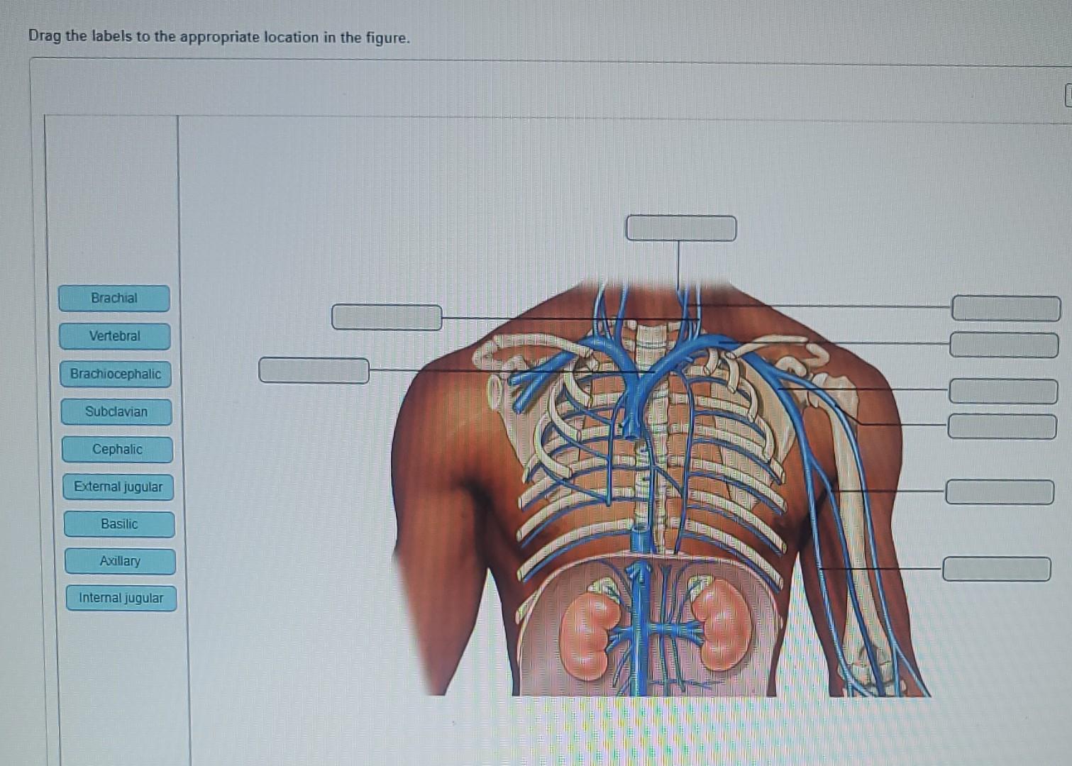Solved Drag the labels to the appropriate location in the | Chegg.com
