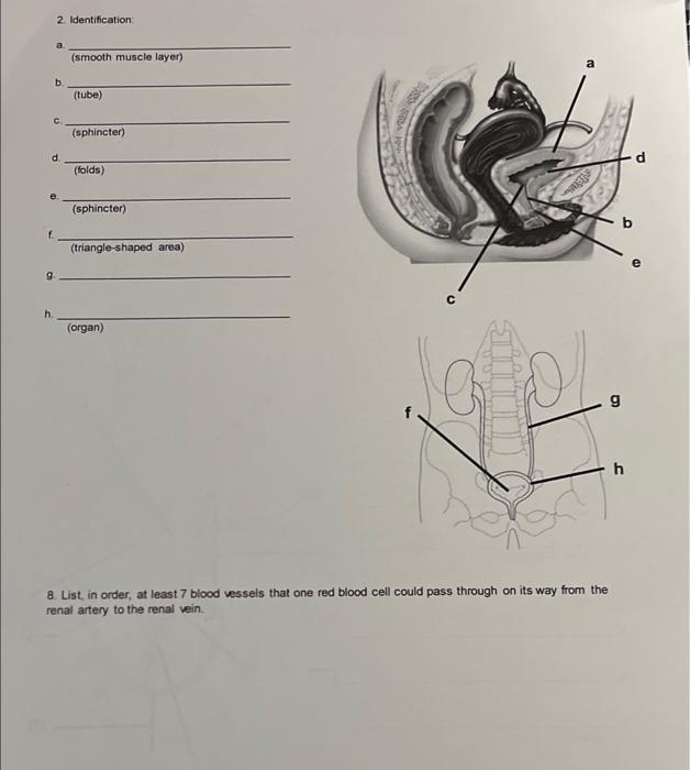 Solved V Name Anatomy and Physiology 1. Identification a | Chegg.com