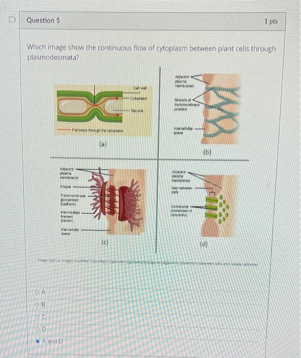 Which image show the continuous flow of cytoplasm