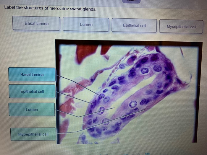 Solved: Label The Structures Of Merocrine Sweat Glands. Ba... | Chegg.com