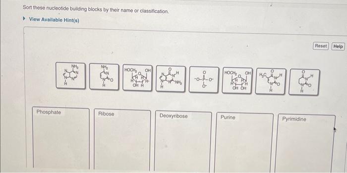 Solved Sort these nucleotide building blocks by their name | Chegg.com