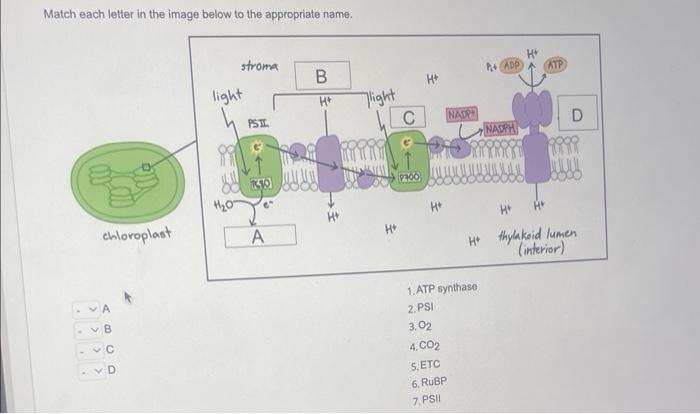 Solved match each letter in the image below to the | Chegg.com