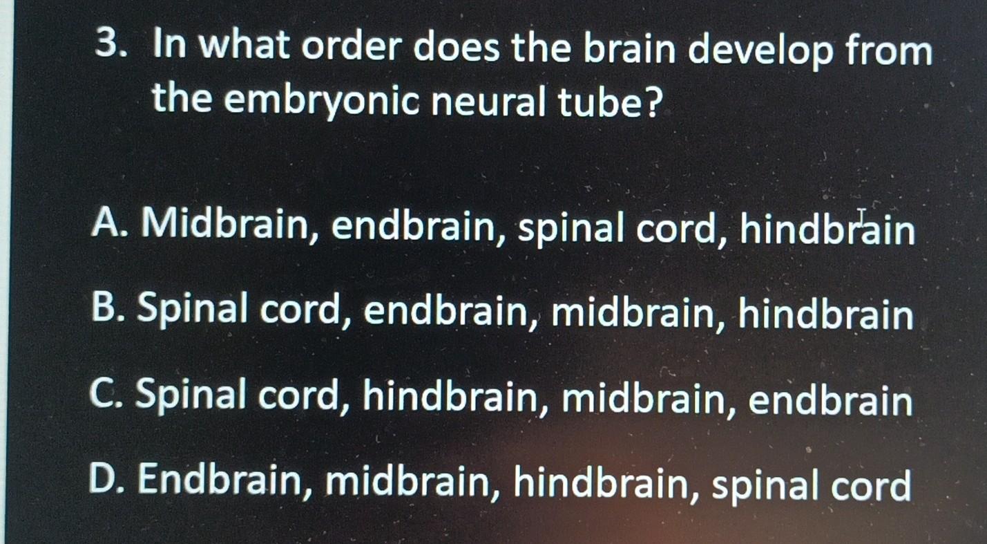 3. In What Order Does The Brain Develop From The | Chegg.com