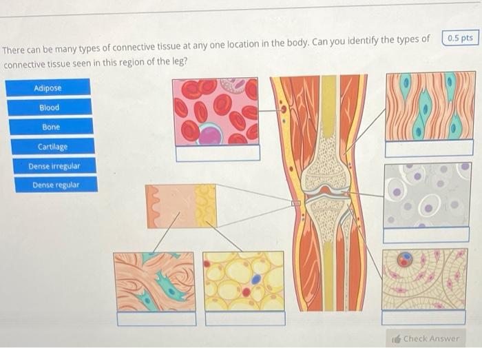 types of connective tissue